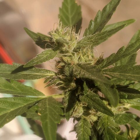 AK 47 Auto growlog timeline photo
