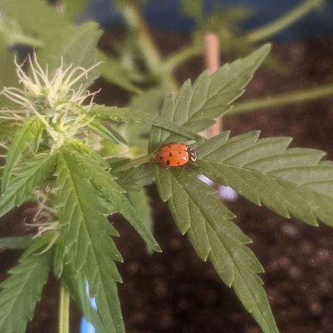 AK 47 Auto growlog timeline photo