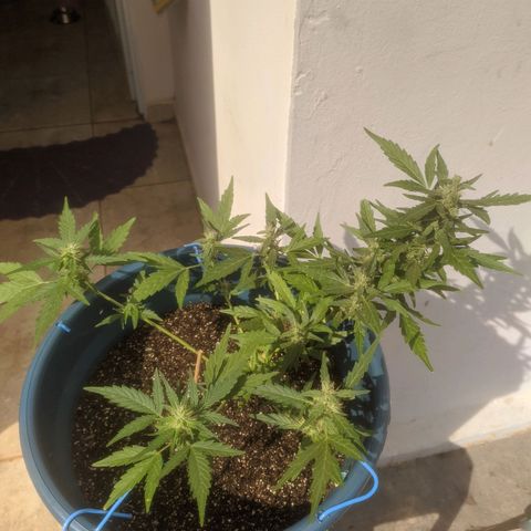 AK 47 Auto growlog timeline photo