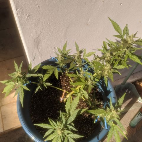 AK 47 Auto growlog timeline photo