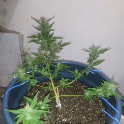 AK 47 Auto growlog timeline photo