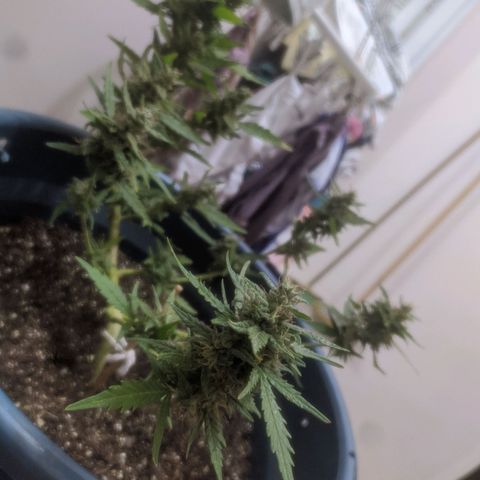 AK 47 Auto growlog timeline photo