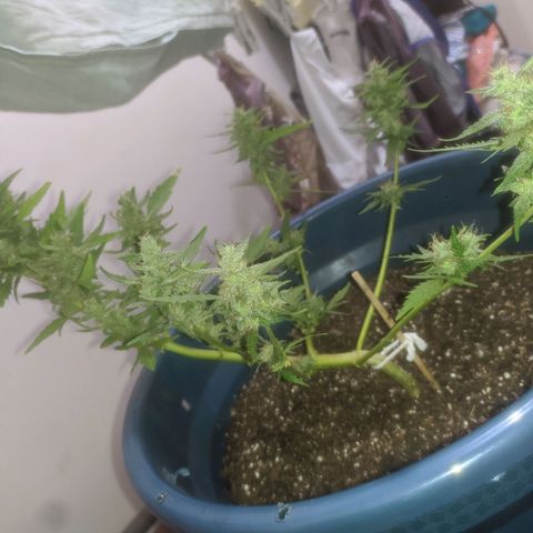 AK 47 Auto growlog timeline photo