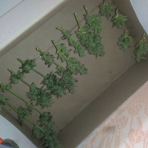 AK 47 Auto growlog timeline photo