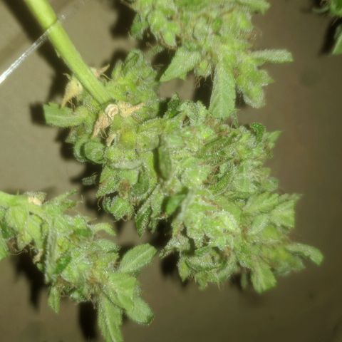 AK 47 Auto growlog timeline photo