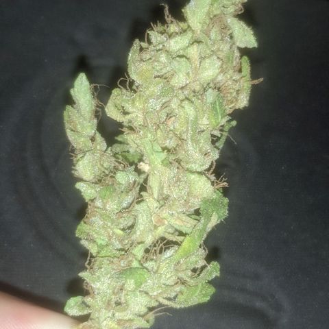 AK 47 Auto growlog timeline photo