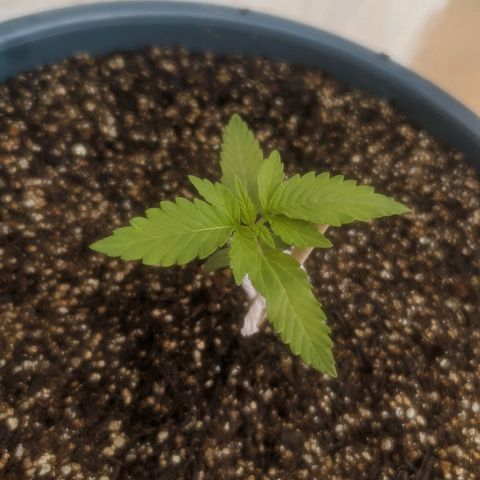 Ak-47 growlog timeline photo