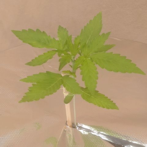 Ak-47 growlog timeline photo