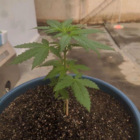 Ak-47 growlog timeline photo