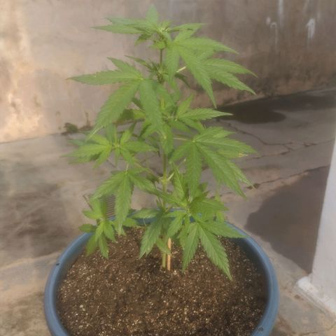 Ak-47 growlog timeline photo