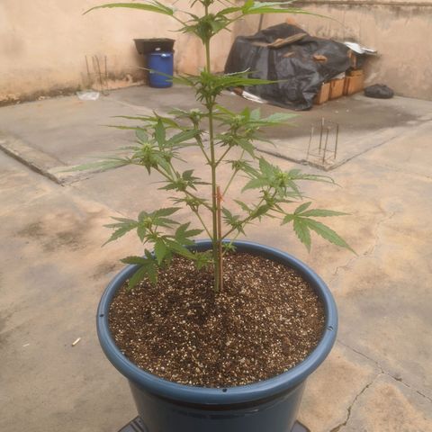Ak-47 growlog timeline photo