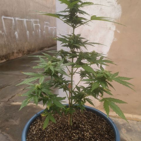 Ak-47 growlog timeline photo