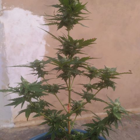 Ak-47 growlog timeline photo