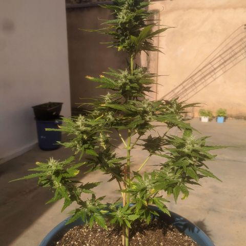 Ak-47 growlog timeline photo