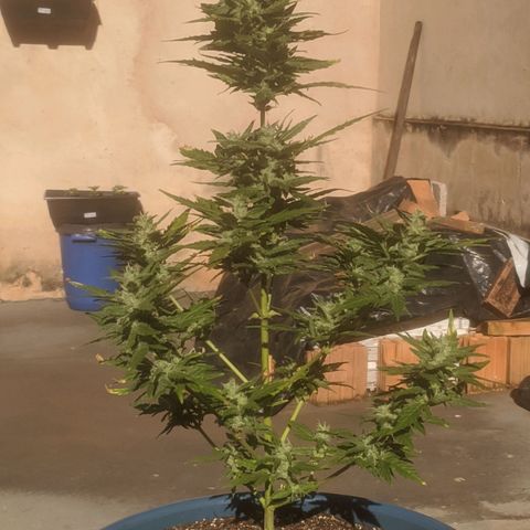 Ak-47 growlog timeline photo