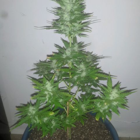 Ak-47 growlog timeline photo