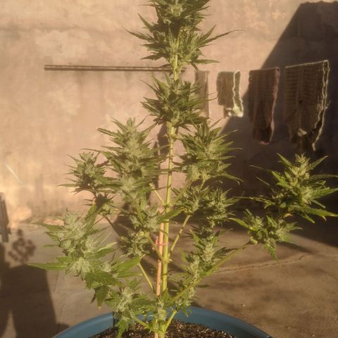 Ak-47 growlog timeline photo