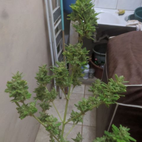 Ak-47 growlog timeline photo