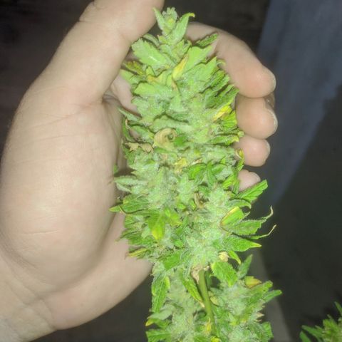Ak-47 growlog timeline photo