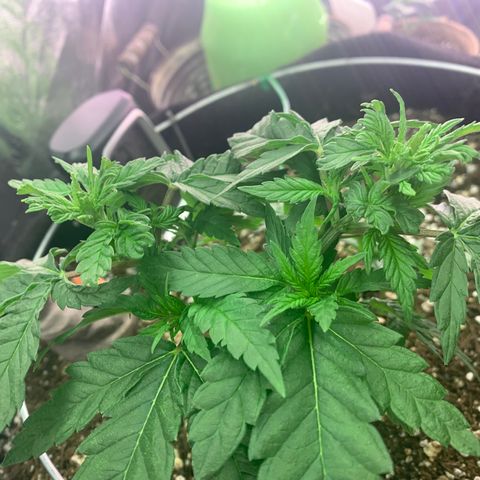 Zen growlog timeline photo