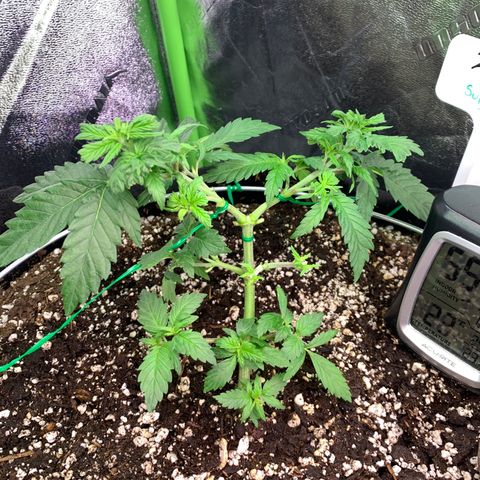 Zen growlog timeline photo