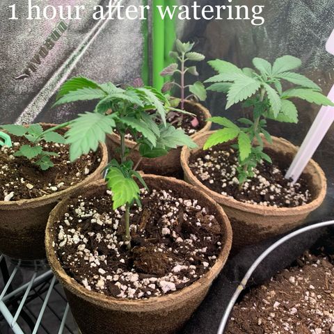 Baby G  growlog photo: And catnip perked right back up 1 hour after watering 