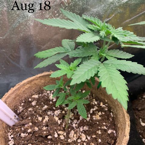Baby G  growlog timeline photo
