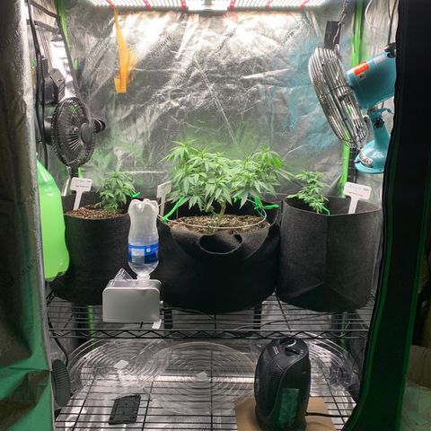 Baby G  growlog photo: Rearranged again