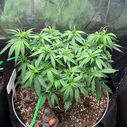 Zen growlog timeline photo