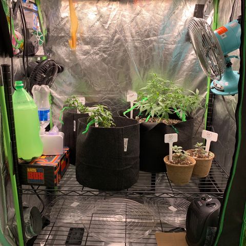 Baby G  growlog timeline photo