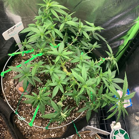 Baby G  growlog timeline photo