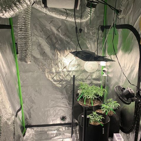 Baby G  growlog timeline photo