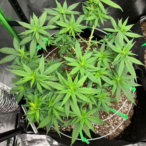 Zen growlog timeline photo
