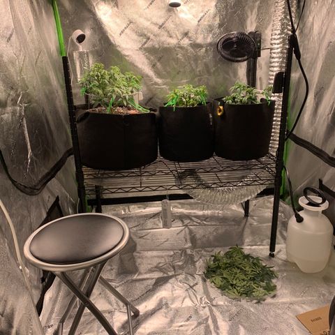 Baby G  growlog timeline photo