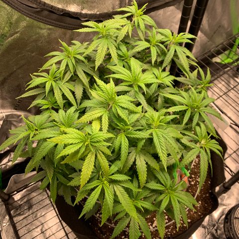 Zen growlog photo: 1st day of Flower 