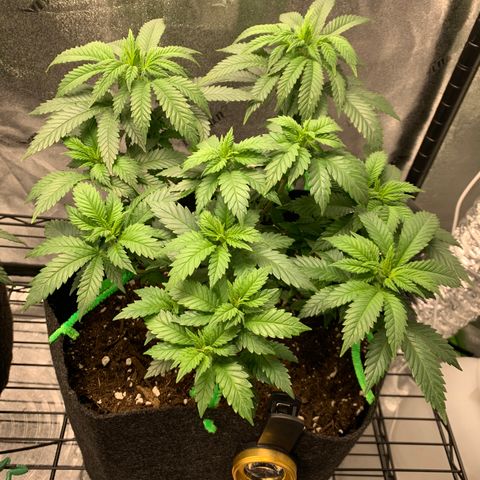Baby G  growlog photo: 1st day of Flower 