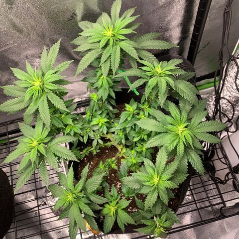 Baby G  growlog photo: Snipped the middle shoots 