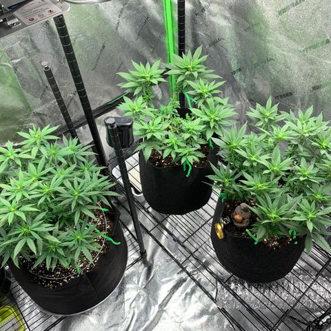 Baby G  growlog photo: Very happy with their new dose measurements 15ml