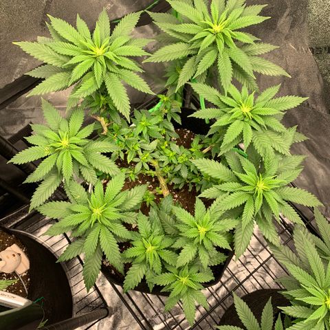 Baby G  growlog photo: Trippy Lol 