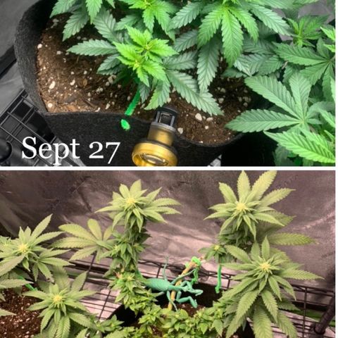 Baby G  growlog timeline photo