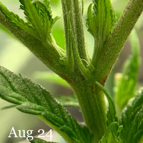 Zen growlog photo: PreFlower 