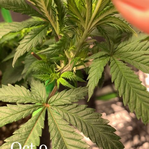 Baby G  growlog photo: Baby Budlets on all plants 💕