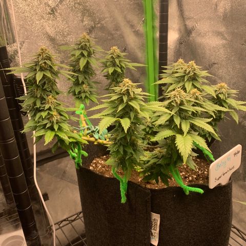 Baby G  growlog photo: 8 weeks since 12/12 flip 