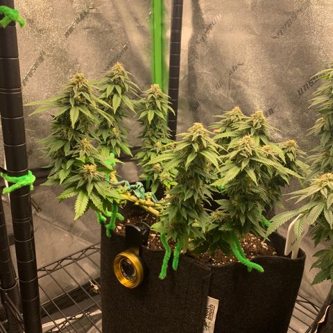 Baby G  growlog photo: 8 weeks since 12/12 flip 