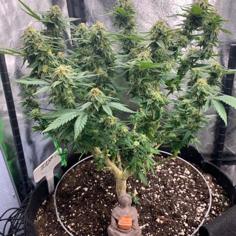Zen growlog photo: 8 weeks since 12/12 flip 