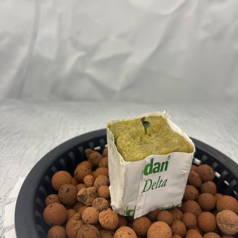 Triple Cheese #3 growlog timeline photo