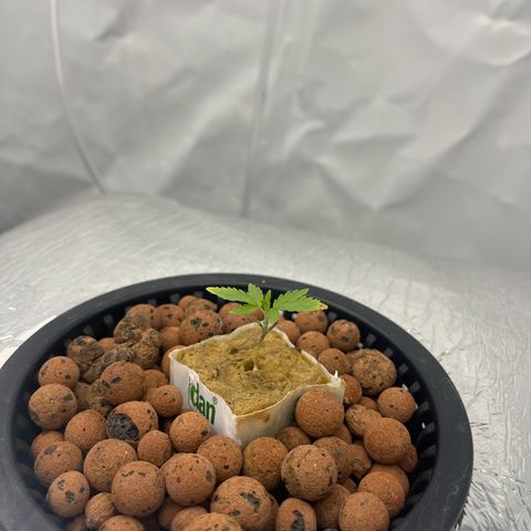 Triple Cheese #3 growlog timeline photo