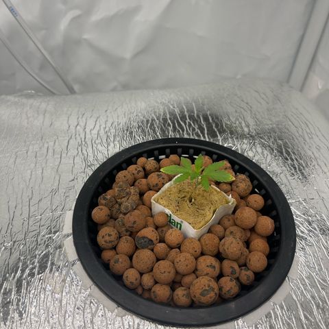 Triple Cheese #3 growlog timeline photo