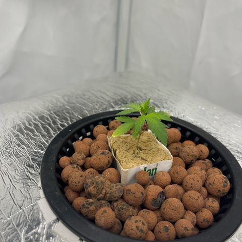 Triple Cheese #3 growlog photo: PH angepasst 