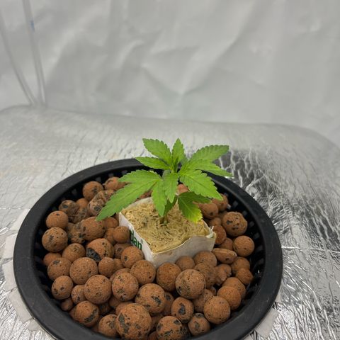Triple Cheese #3 growlog timeline photo